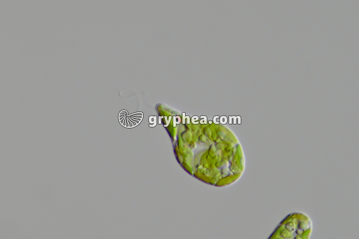 Euglène (Euglena viridis) x200 - gryphea.org